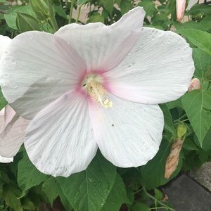 Meet your Posher, Tom